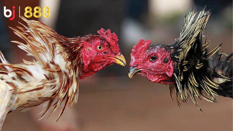 chăm sóc gà chọi mùa đông
