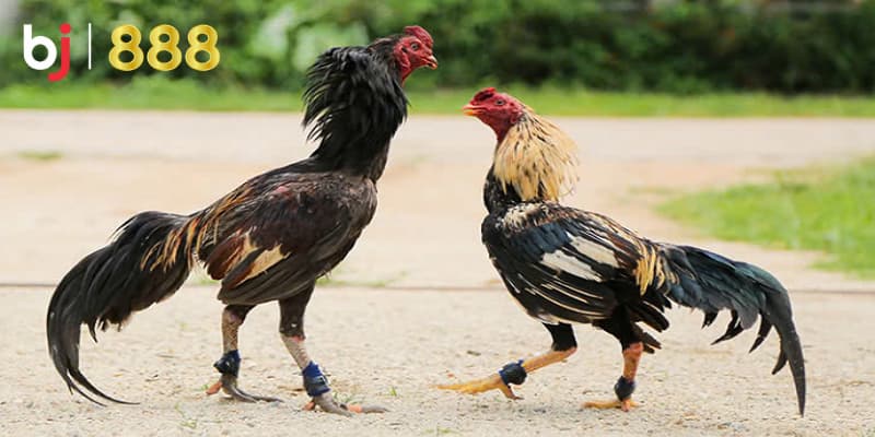Chăm sóc gà chọi sau đá