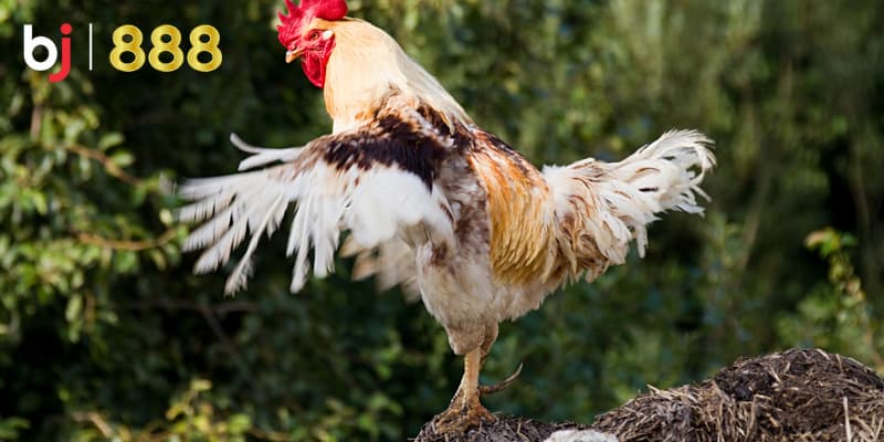 Chăm sóc lông gà chọi