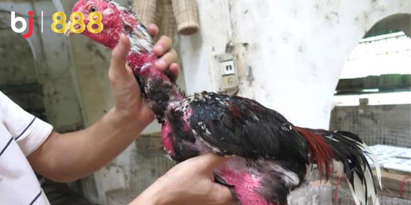 Chăm sóc lông gà chọi