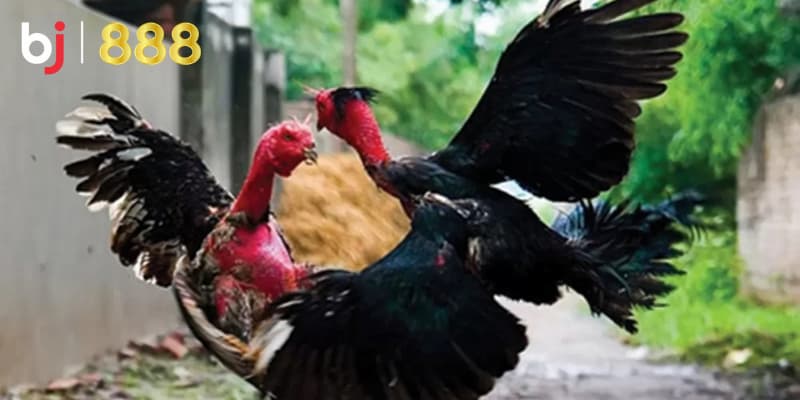 Chế độ ăn cho gà chọi