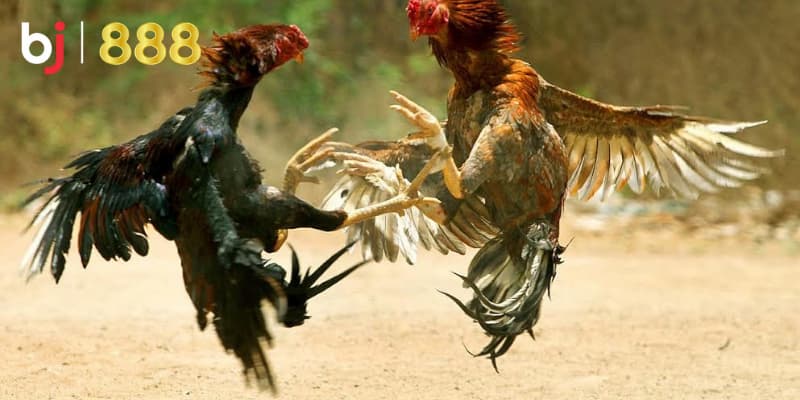 Chế độ ăn cho gà chọi