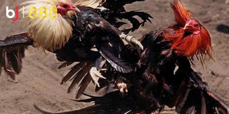 Huấn luyện gà chọi chiến đấu