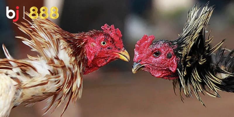 Huấn luyện gà chọi chiến đấu
