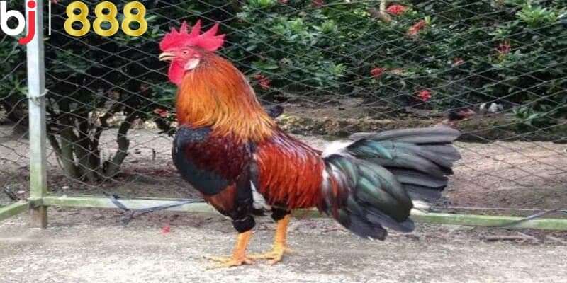Chuẩn bị và quy trình cơ bản nhằm thực hiện&nbsp;