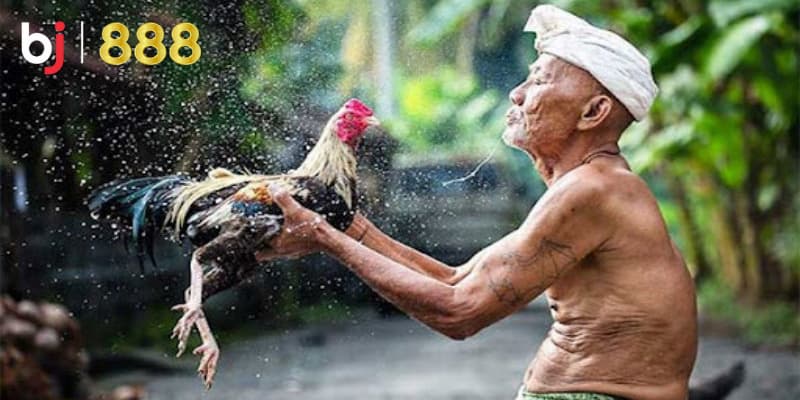Kỹ thuật tắm gà chọi