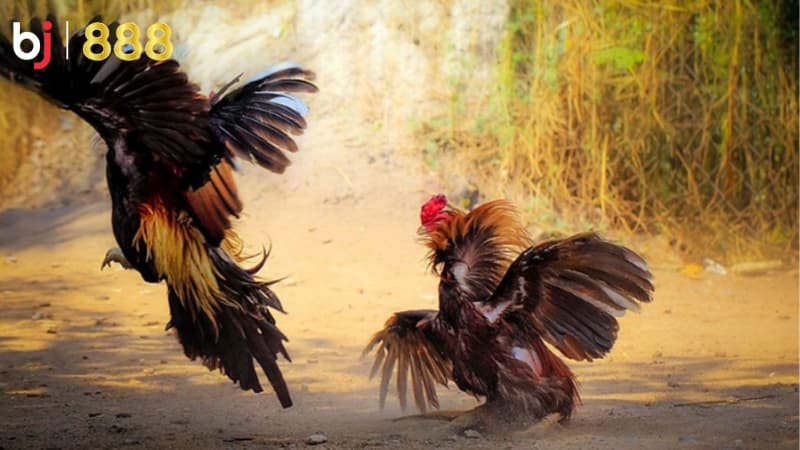 kỹ thuật vần gà chọi 