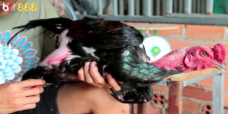 phương pháp hồi phục gà chọi
