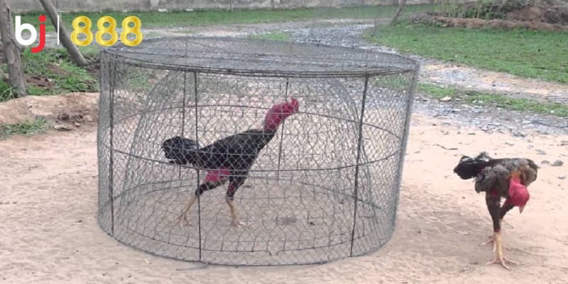 Tăng sức bền cho gà đá