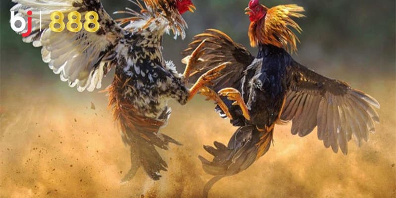 Tăng sức bền cho gà đá