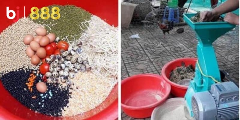 Thực phẩm bổ sung cho gà chọi