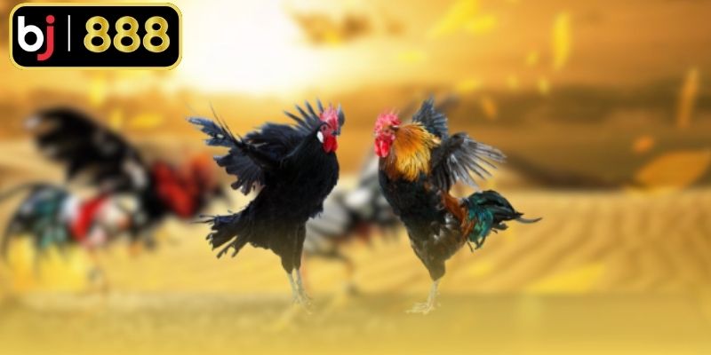 Bạn nên hạn chế cược cửa BDD (Hòa)