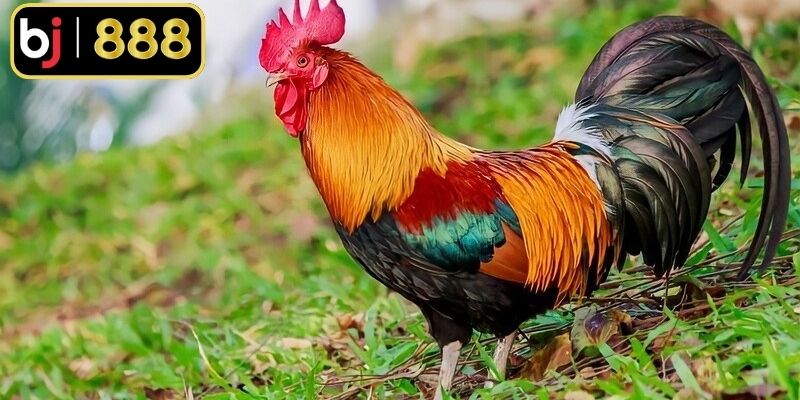 Chế độ ăn đầy đủ dinh dưỡng của chiến kê