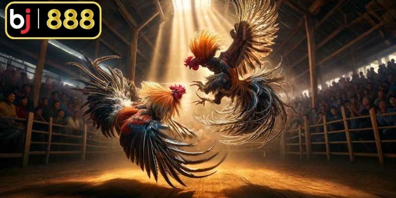 Đá gà ăn tiền phổ biến tại nhiều vùng