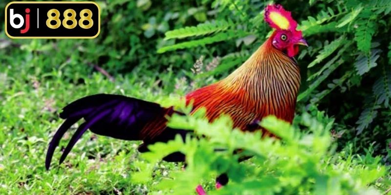 Dáng đứng tạo nét oai phong, mạnh mẽ