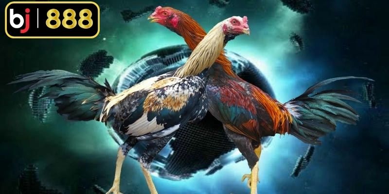 Đôi nét cơ bản về giống gà đòn