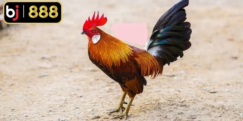 Gà đẹp nhất Việt Nam có ở nhiều khu vực