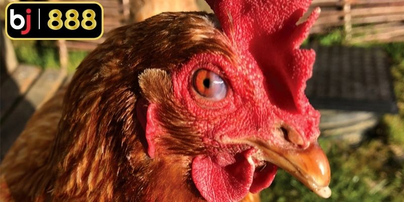 Gà Mắt Chuột - Hướng Dẫn Chọn Và Nuôi Hiệu Quả Nhất
