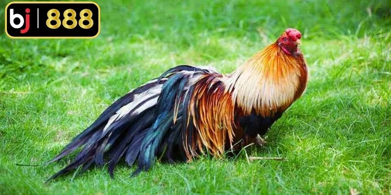 Gà tre Tân Châu có lông dài quyến rũ