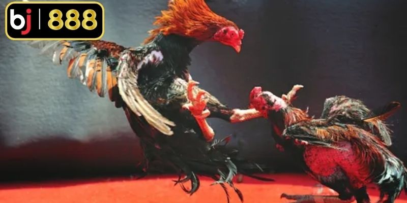 Thắng thua căn cứ vào khả năng đứng, tấn công