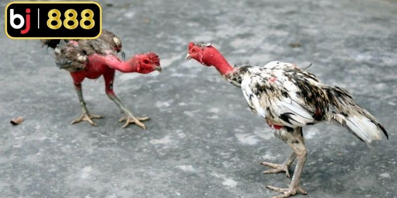 Tiêu chí quan trọng khi lựa chọn nuôi gà đòn