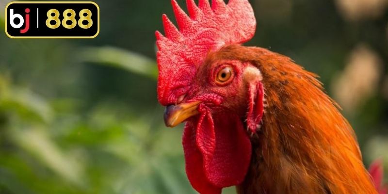 Tìm hiểu thông tin cơ bản về gà mắt chuột