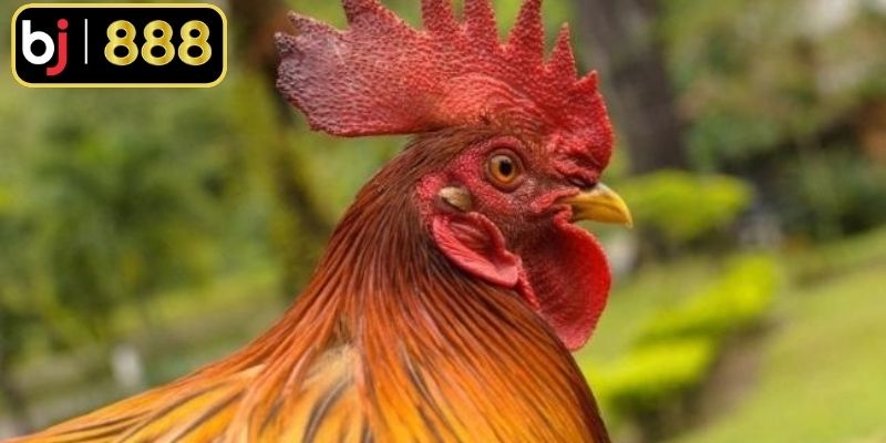 Tính cách và khả năng phản ứng của chiến kê