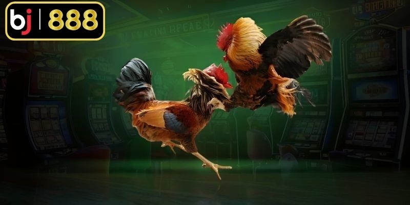 Tính chất thi đấu đẫm máu do dao sắc nhọn