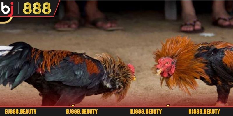 Khái quát chung về sảnh chơi đá gà bj888 2026