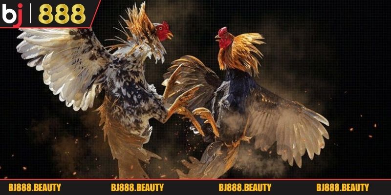 Các loại kèo cược phổ biến tại sảnh chơi đá gà bj888 2026