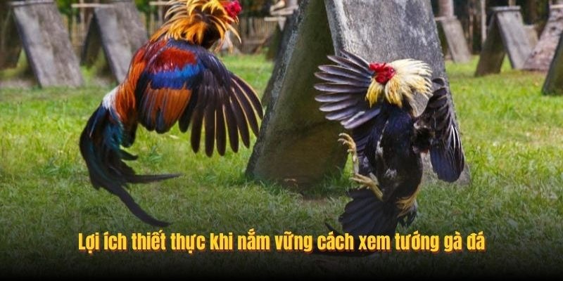 Chọn tướng gà chiến - Bí quyết để trở thành cao thủ trong đá gà