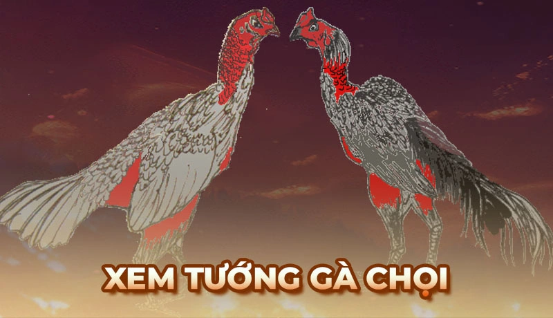 Chọn tướng gà chiến - Bí quyết để trở thành cao thủ trong đá gà
